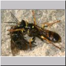 Mellinus arvensis - Kotwespe w35a 14mm mit Fliege.jpg